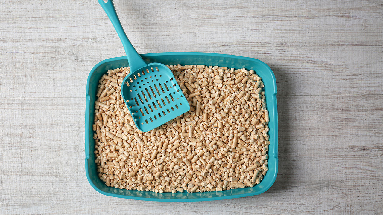 8-things-you-should-never-pour-down-the-drain-in-your-home-litter