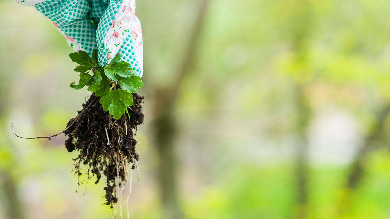 10-landscaping-mistakes-to-avoid-weeds