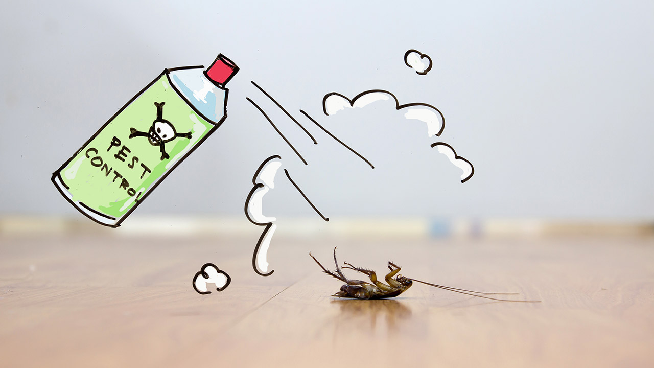 how-to-prepare-your-home-for-an-inspection-pests